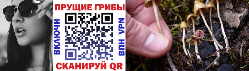 Купить где  Ачхой-Мартан  Псилоцибиновые грибы прущие грибы 